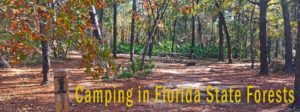 Florida State Forest Camping