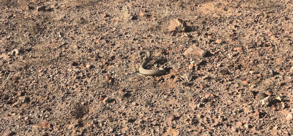 Rattlesnake in AZ
