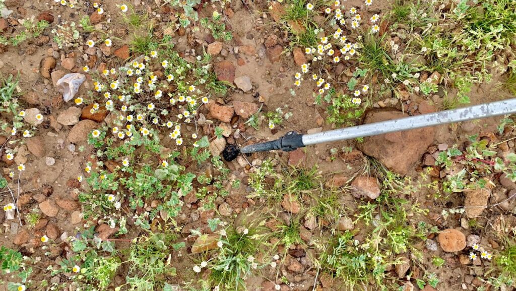 saffordite in the wild