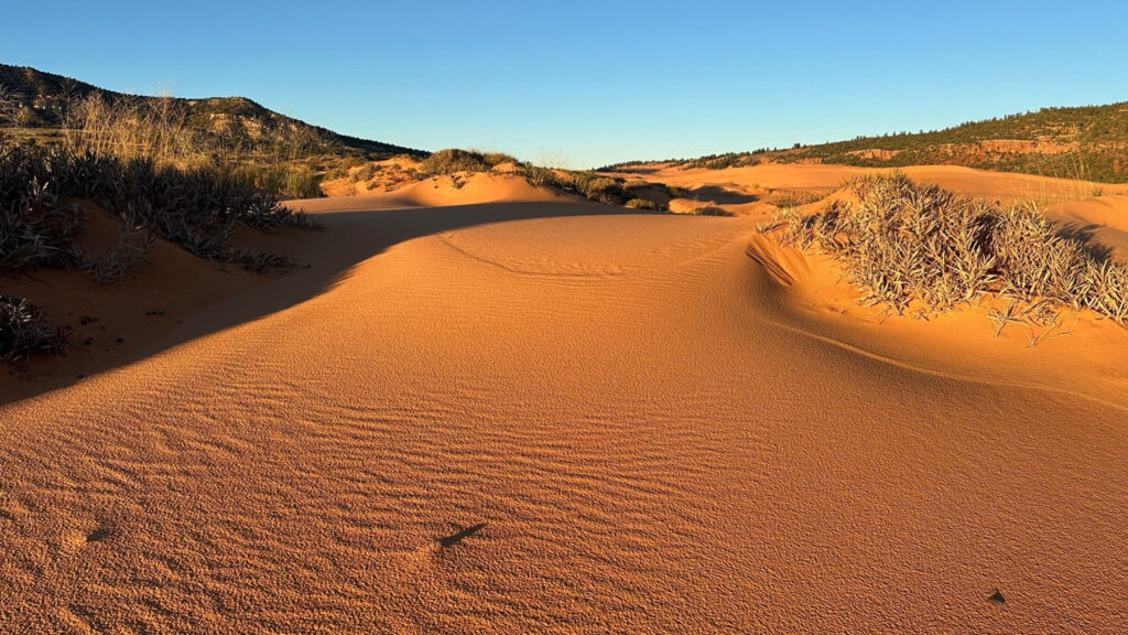 Warm evening sunlight illuminates rippled coral colored sand dunes and scattered desert grasses at Coral Pink Sand Dunes State Park in Utah.