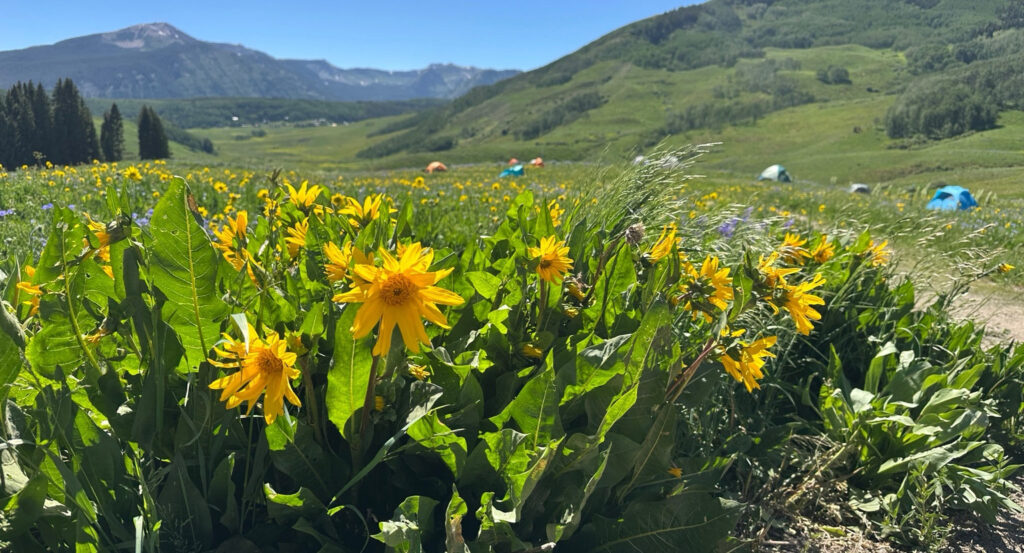 Bright yellow wildflowers bloom in a lush green meadow, with rolling hills and distant mountains near Crested Butte, Colorado.